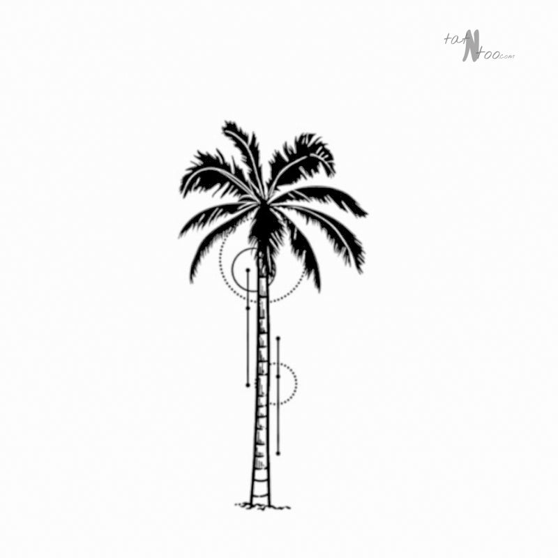 Coconut tree